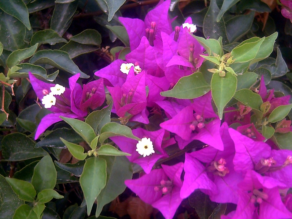 Bougainville