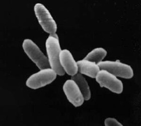 Editions Archaea