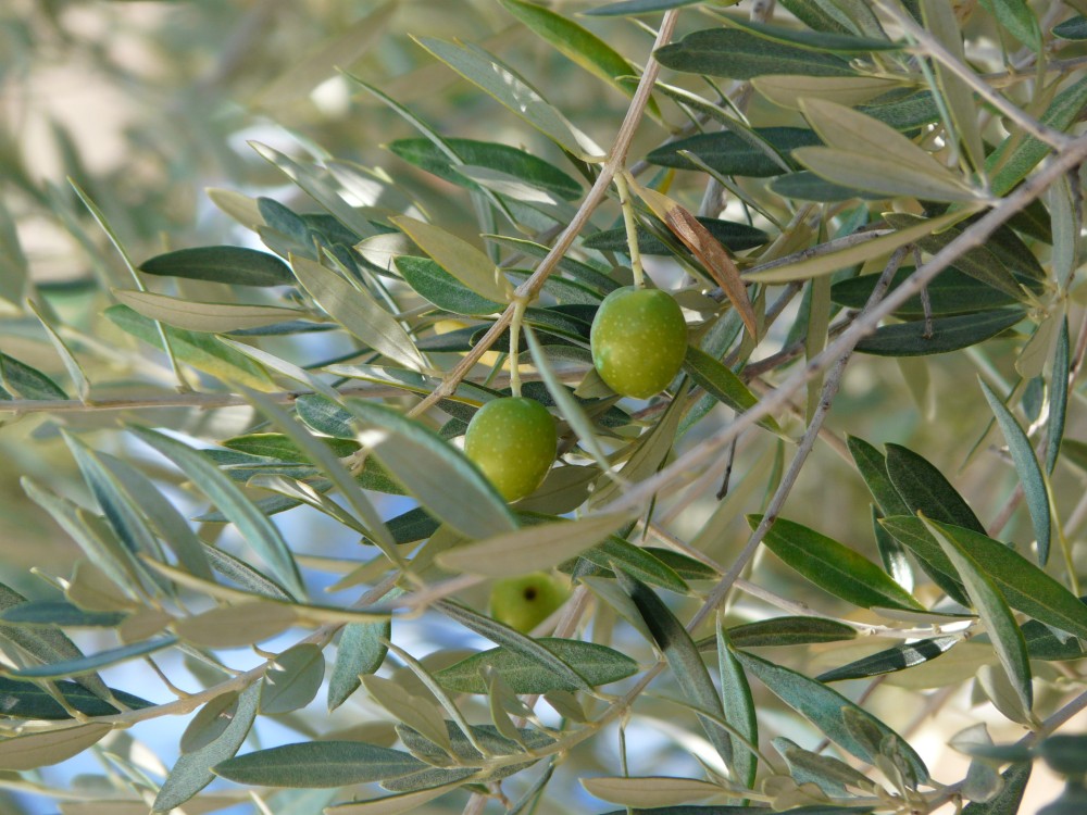 Olive Et Moi